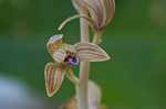 Spiked crested coralroot